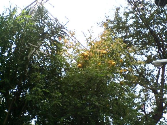 D1010010.JPG